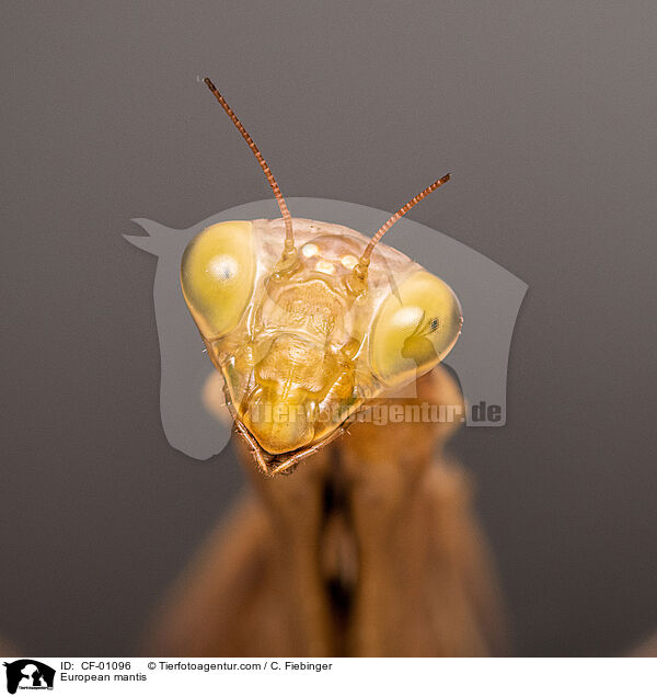Europische Gottesanbeterin / European mantis / CF-01096