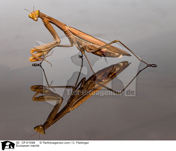 Europische Gottesanbeterin / European mantis / CF-01098