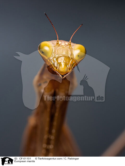 Europische Gottesanbeterin / European mantis / CF-01101