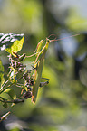 European mantis