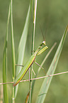 European mantis