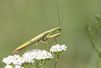 European mantis