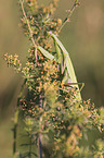 European mantis