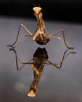 European mantis