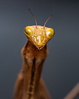 European mantis