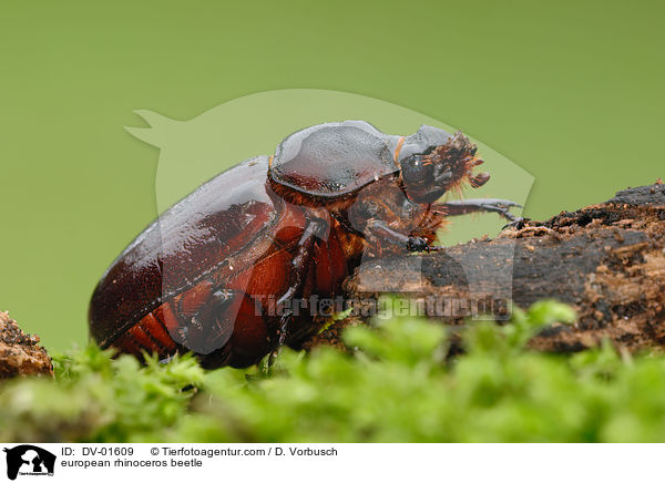 Nashornkfer / european rhinoceros beetle / DV-01609