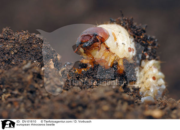 european rhinoceros beetle / DV-01610