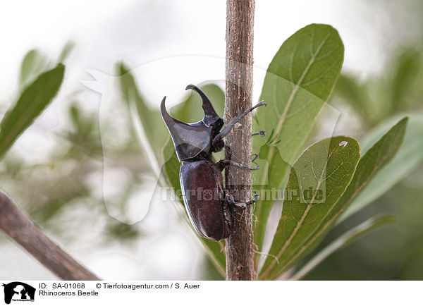 Rhinoceros Beetle / SA-01068