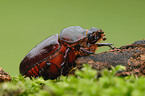 european rhinoceros beetle