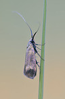 fairy Longhorn Moth