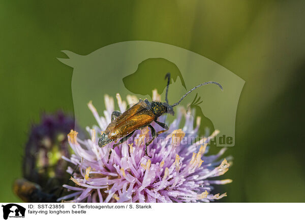 fairy-ring longhorn beetle / SST-23856