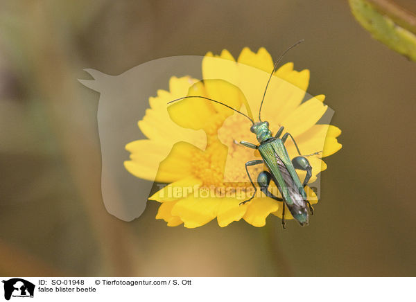 Scheinbockkfer / false blister beetle / SO-01948