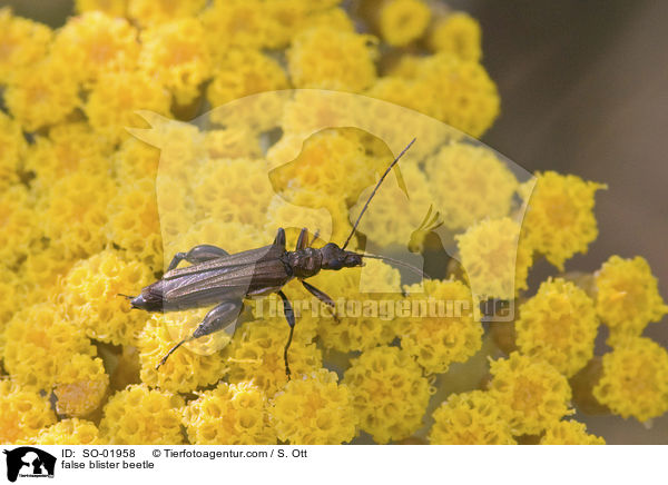 Scheinbockkfer / false blister beetle / SO-01958