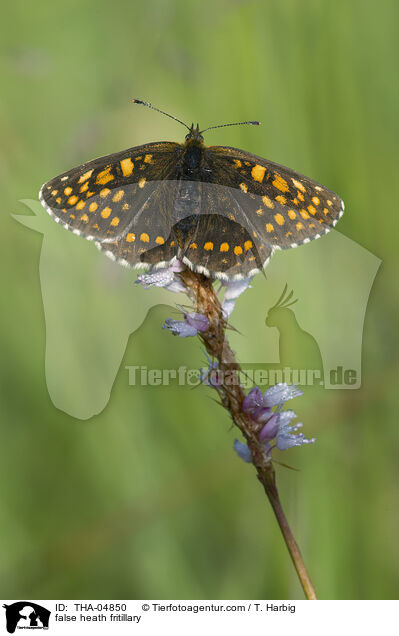 Baldrian-Scheckenfalter / false heath fritillary / THA-04850