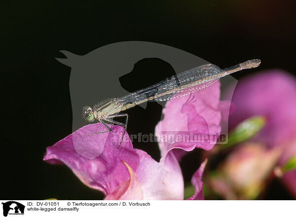 white-legged damselfly / DV-01051