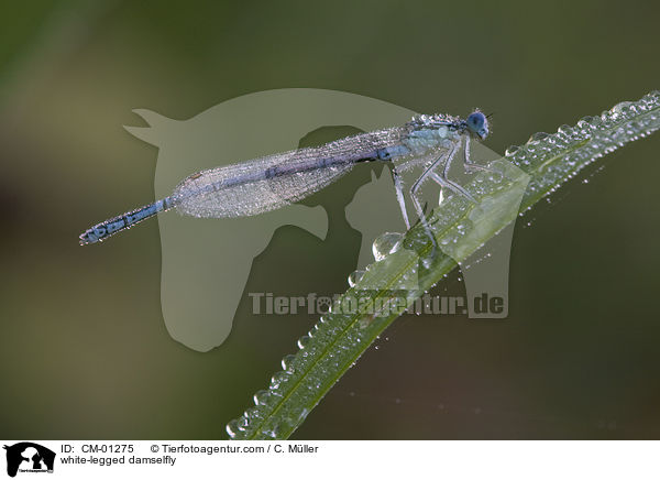 Blaue Federlibelle / white-legged damselfly / CM-01275