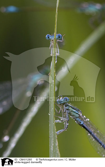 Blaue Federlibelle / white-legged damselfly / CM-01280