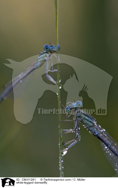 Blaue Federlibelle / white-legged damselfly / CM-01281