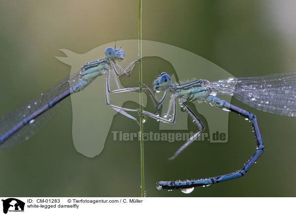 Blaue Federlibelle / white-legged damselfly / CM-01283