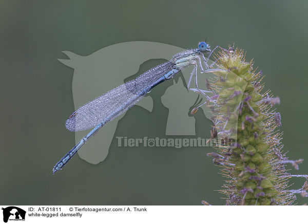 white-legged damselfly / AT-01811