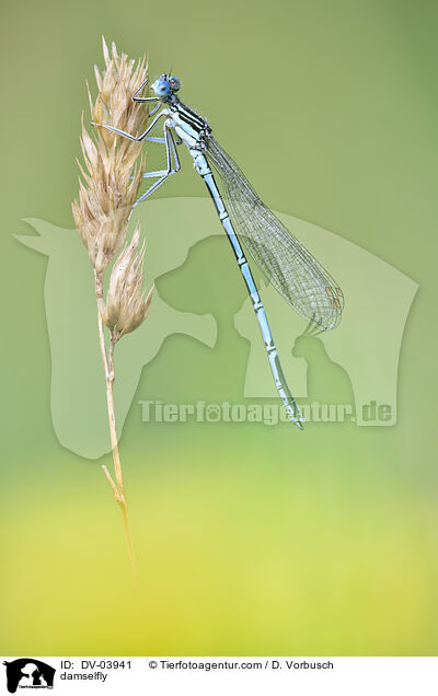 damselfly / DV-03941