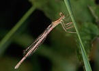 white-legged damselfly