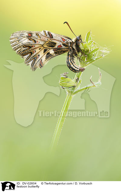 Osterluzeifalter / festoon butterfly / DV-02604