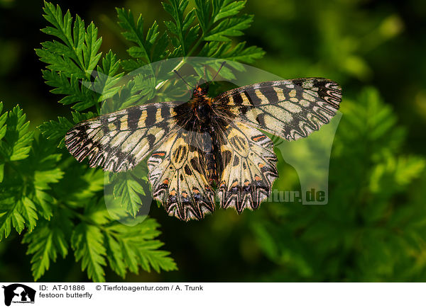 Osterluzeifalter / festoon butterfly / AT-01886