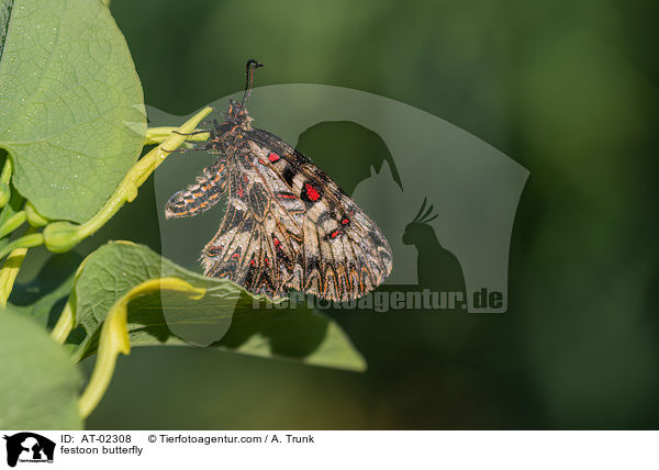Osterluzeifalter / festoon butterfly / AT-02308