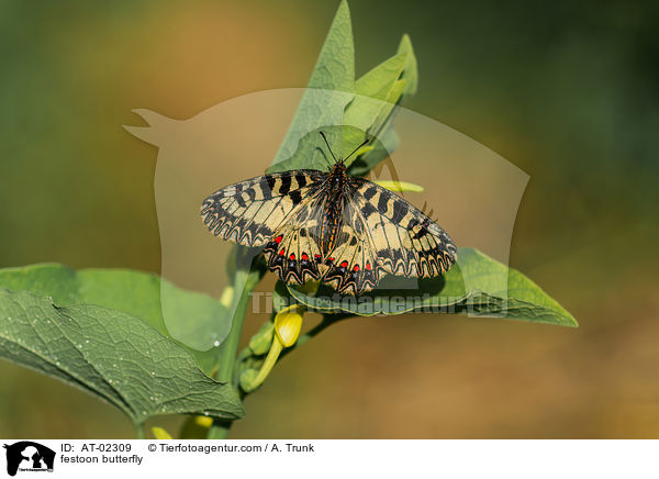 Osterluzeifalter / festoon butterfly / AT-02309