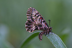 festoon butterfly