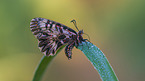 festoon butterfly