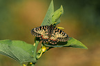 festoon butterfly