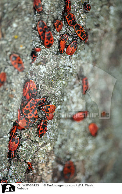 Feuerwanzen / firebugs / WJP-01433