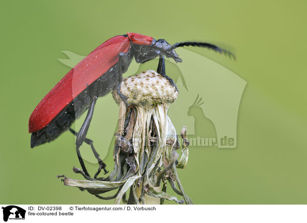 fire-coloured beetle / DV-02398