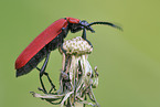 fire-coloured beetle