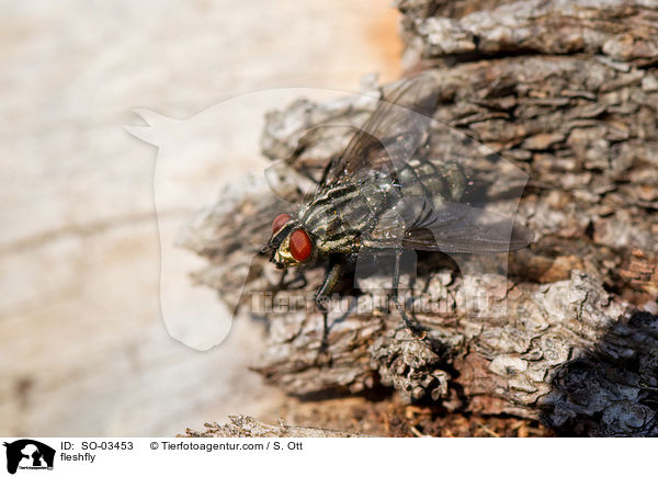 fleshfly / SO-03453