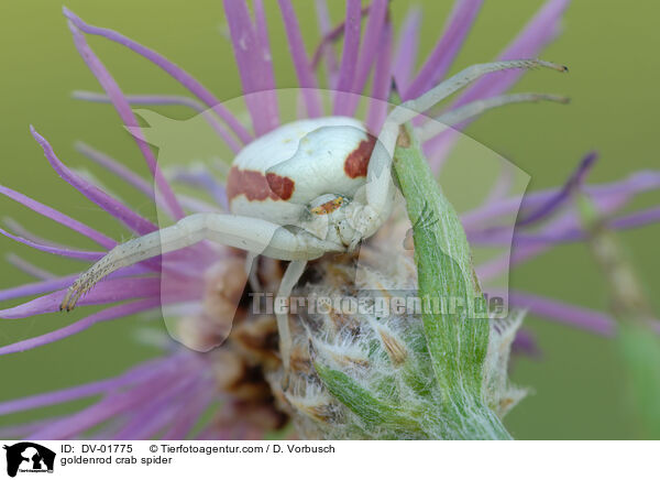 goldenrod crab spider / DV-01775