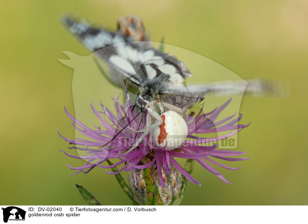 Vernderliche Krabbenspinne / goldenrod crab spider / DV-02040