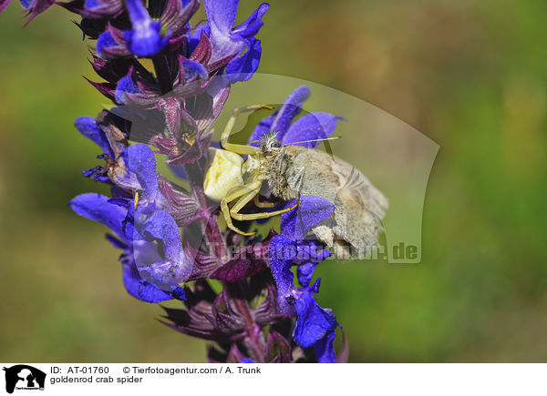 goldenrod crab spider / AT-01760