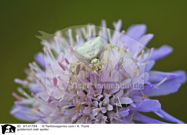 Vernderliche Krabbenspinne / goldenrod crab spider / AT-01764