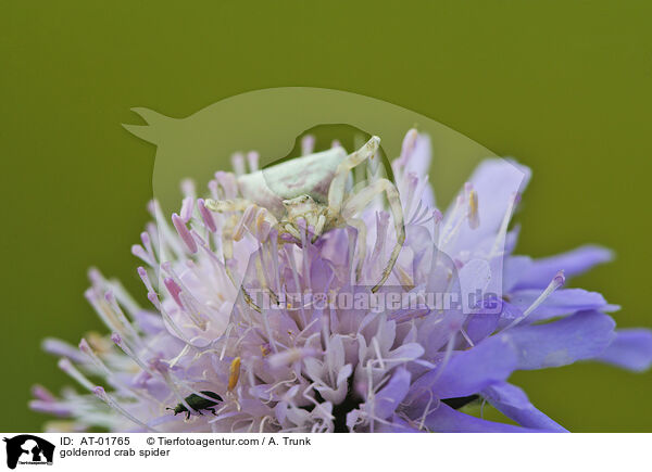 goldenrod crab spider / AT-01765