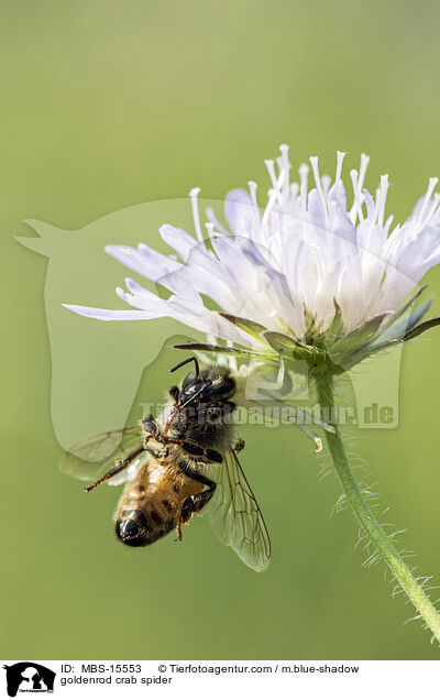 Vernderliche Krabbenspinne / goldenrod crab spider / MBS-15553