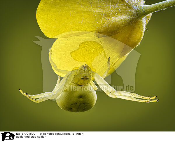 goldenrod crab spider / SA-01500