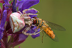 goldenrod crab spider with hoverfly