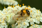 goldenrod crab spider with bee