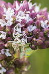 goldenrod crab spider