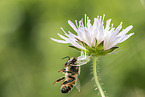 goldenrod crab spider