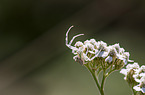 goldenrod crab spider