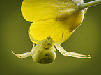 goldenrod crab spider